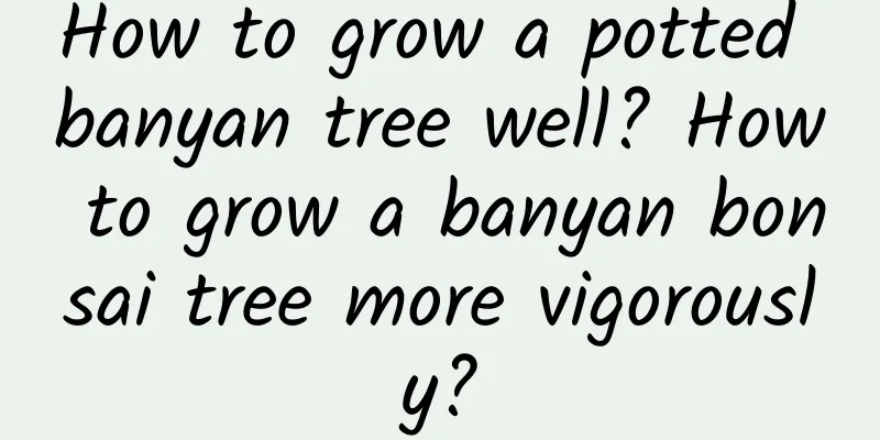 How to grow a potted banyan tree well? How to grow a banyan bonsai tree more vigorously?