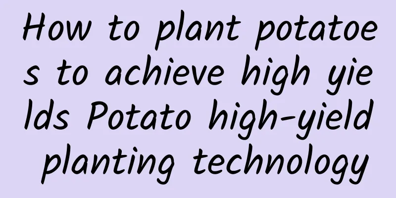 How to plant potatoes to achieve high yields Potato high-yield planting technology