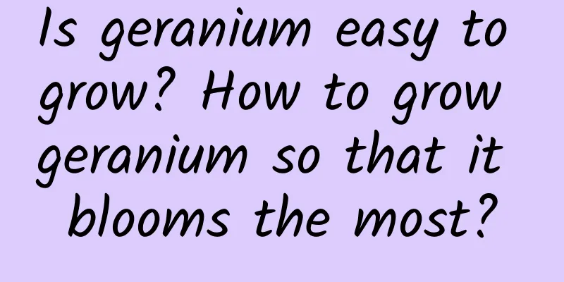 Is geranium easy to grow? How to grow geranium so that it blooms the most?