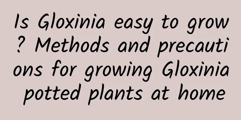 Is Gloxinia easy to grow? Methods and precautions for growing Gloxinia potted plants at home
