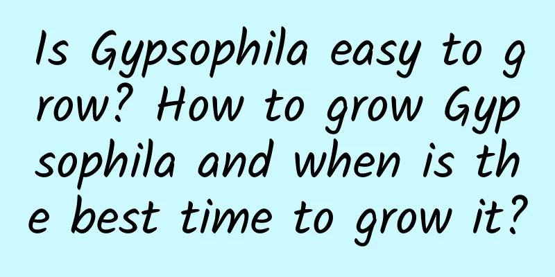 Is Gypsophila easy to grow? How to grow Gypsophila and when is the best time to grow it?