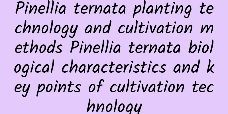 Pinellia ternata planting technology and cultivation methods Pinellia ternata biological characteristics and key points of cultivation technology