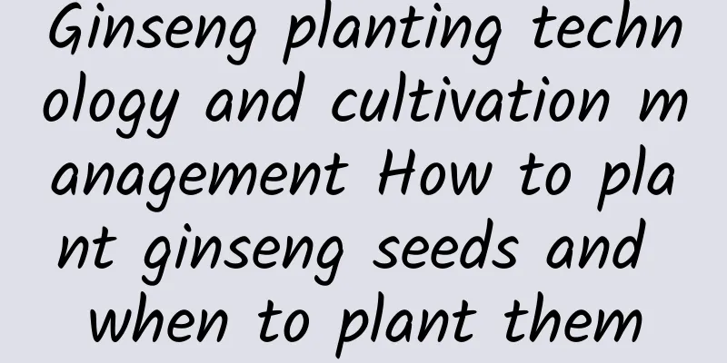 Ginseng planting technology and cultivation management How to plant ginseng seeds and when to plant them