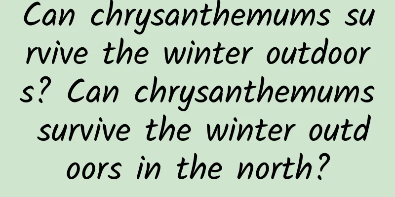 Can chrysanthemums survive the winter outdoors? Can chrysanthemums survive the winter outdoors in the north?