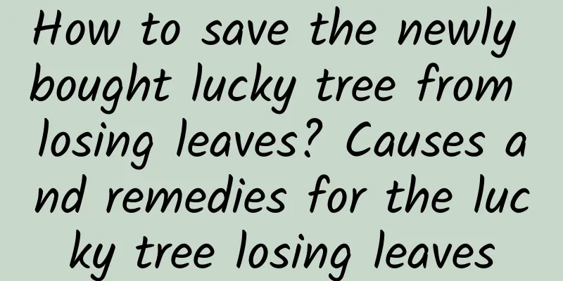 How to save the newly bought lucky tree from losing leaves? Causes and remedies for the lucky tree losing leaves