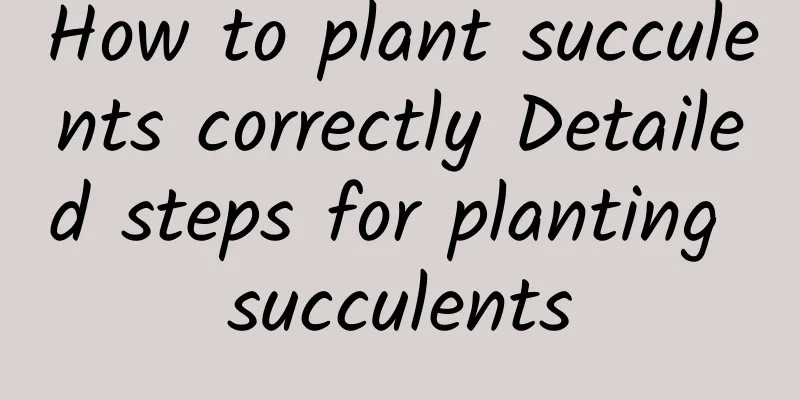 How to plant succulents correctly Detailed steps for planting succulents