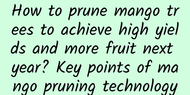 How to prune mango trees to achieve high yields and more fruit next year? Key points of mango pruning technology