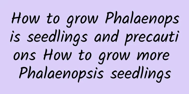 How to grow Phalaenopsis seedlings and precautions How to grow more Phalaenopsis seedlings