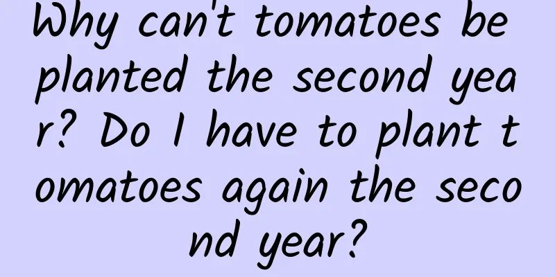 Why can't tomatoes be planted the second year? Do I have to plant tomatoes again the second year?