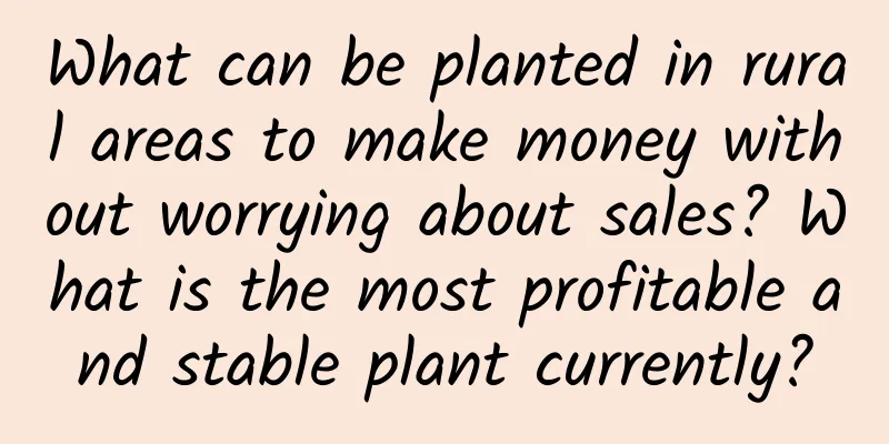 What can be planted in rural areas to make money without worrying about sales? What is the most profitable and stable plant currently?
