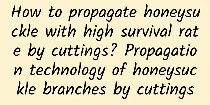 How to propagate honeysuckle with high survival rate by cuttings? Propagation technology of honeysuckle branches by cuttings