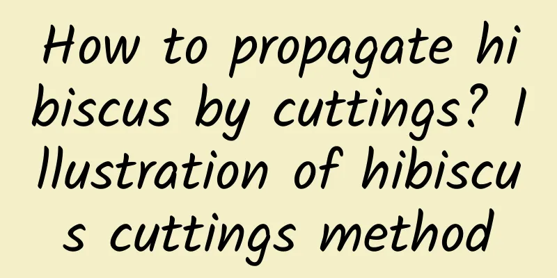How to propagate hibiscus by cuttings? Illustration of hibiscus cuttings method