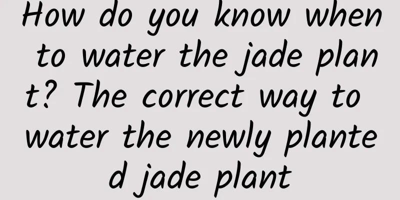 How do you know when to water the jade plant? The correct way to water the newly planted jade plant