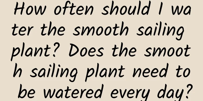 How often should I water the smooth sailing plant? Does the smooth sailing plant need to be watered every day?