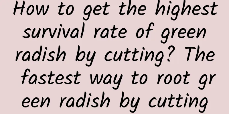 How to get the highest survival rate of green radish by cutting? The fastest way to root green radish by cutting