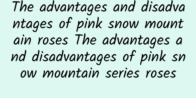 The advantages and disadvantages of pink snow mountain roses The advantages and disadvantages of pink snow mountain series roses