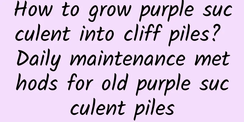 How to grow purple succulent into cliff piles? Daily maintenance methods for old purple succulent piles