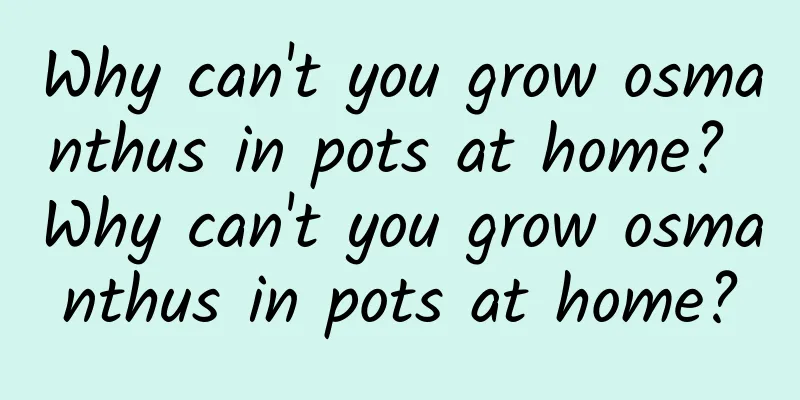 Why can't you grow osmanthus in pots at home? Why can't you grow osmanthus in pots at home?