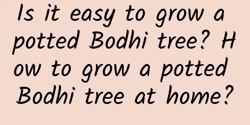 Is it easy to grow a potted Bodhi tree? How to grow a potted Bodhi tree at home?