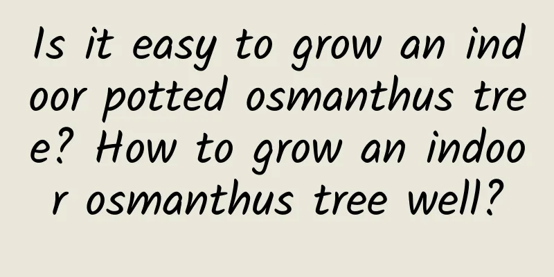 Is it easy to grow an indoor potted osmanthus tree? How to grow an indoor osmanthus tree well?