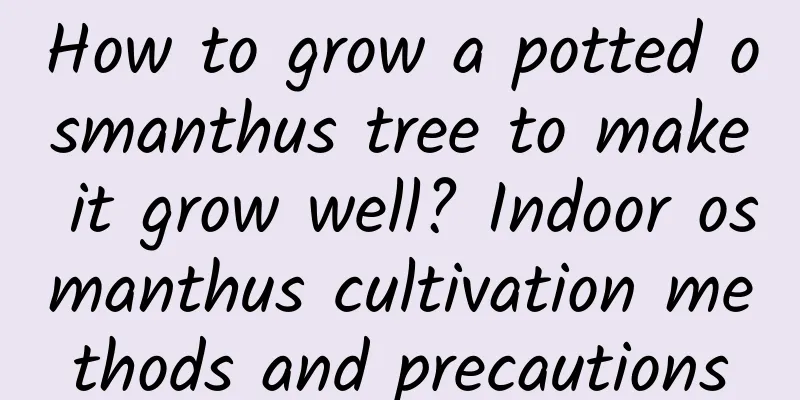How to grow a potted osmanthus tree to make it grow well? Indoor osmanthus cultivation methods and precautions