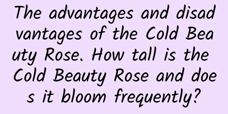 The advantages and disadvantages of the Cold Beauty Rose. How tall is the Cold Beauty Rose and does it bloom frequently?
