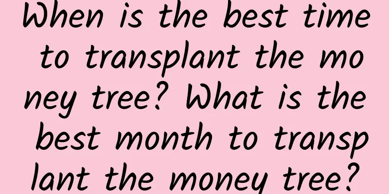 When is the best time to transplant the money tree? What is the best month to transplant the money tree?