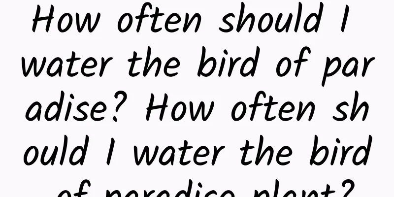 How often should I water the bird of paradise? How often should I water the bird of paradise plant?