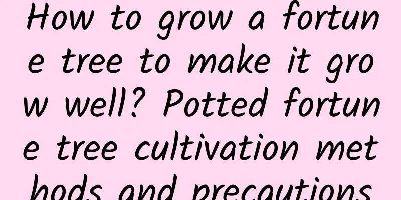 How to grow a fortune tree to make it grow well? Potted fortune tree cultivation methods and precautions