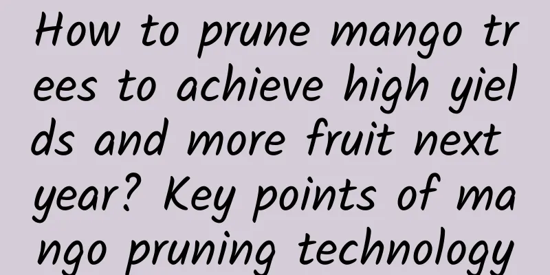 How to prune mango trees to achieve high yields and more fruit next year? Key points of mango pruning technology