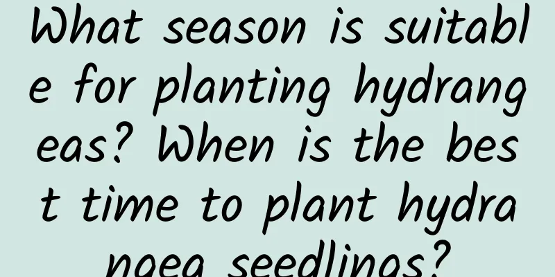 What season is suitable for planting hydrangeas? When is the best time to plant hydrangea seedlings?