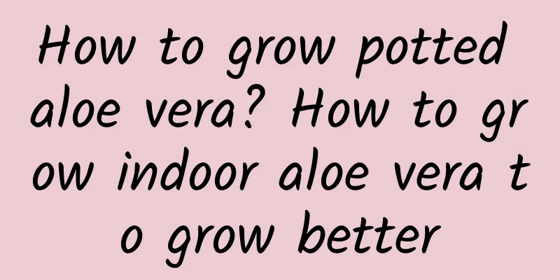 How to grow potted aloe vera? How to grow indoor aloe vera to grow better