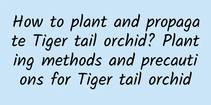 How to plant and propagate Tiger tail orchid? Planting methods and precautions for Tiger tail orchid