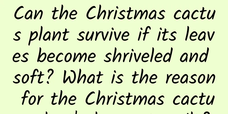 Can the Christmas cactus plant survive if its leaves become shriveled and soft? What is the reason for the Christmas cactus plant's leaves to wilt?