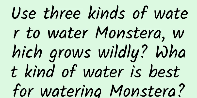 Use three kinds of water to water Monstera, which grows wildly? What kind of water is best for watering Monstera?