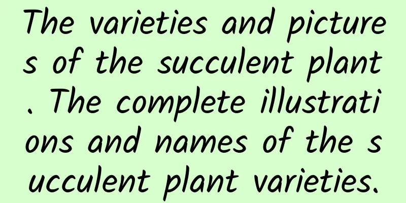 The varieties and pictures of the succulent plant. The complete illustrations and names of the succulent plant varieties.