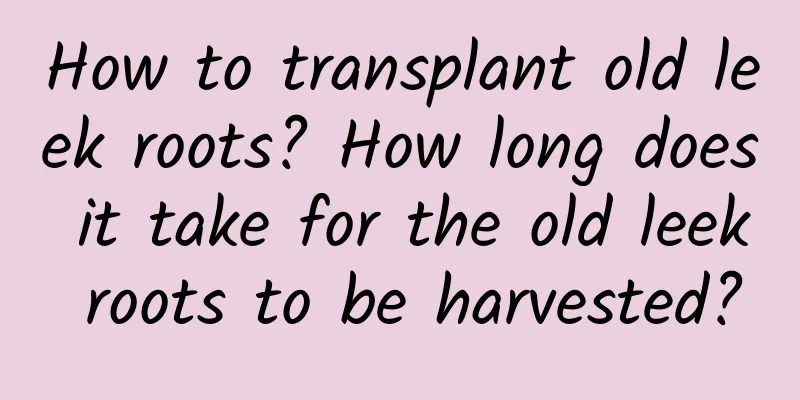 How to transplant old leek roots? How long does it take for the old leek roots to be harvested?