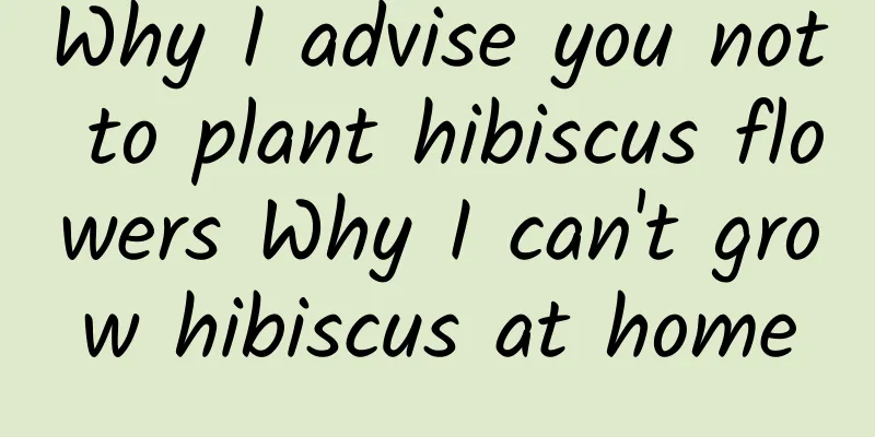 Why I advise you not to plant hibiscus flowers Why I can't grow hibiscus at home