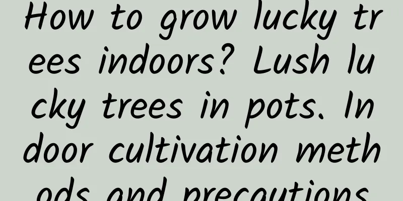 How to grow lucky trees indoors? Lush lucky trees in pots. Indoor cultivation methods and precautions