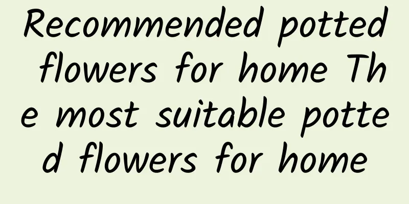Recommended potted flowers for home The most suitable potted flowers for home