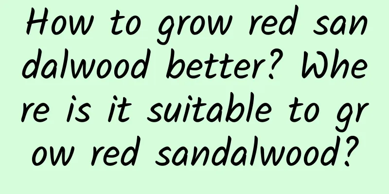 How to grow red sandalwood better? Where is it suitable to grow red sandalwood?