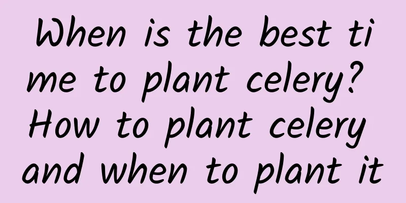 When is the best time to plant celery? How to plant celery and when to plant it
