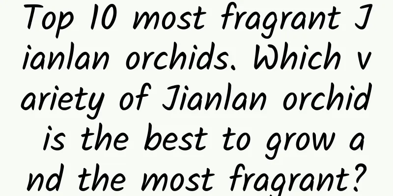 Top 10 most fragrant Jianlan orchids. Which variety of Jianlan orchid is the best to grow and the most fragrant?