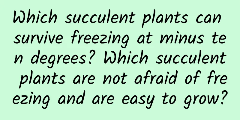 Which succulent plants can survive freezing at minus ten degrees? Which succulent plants are not afraid of freezing and are easy to grow?