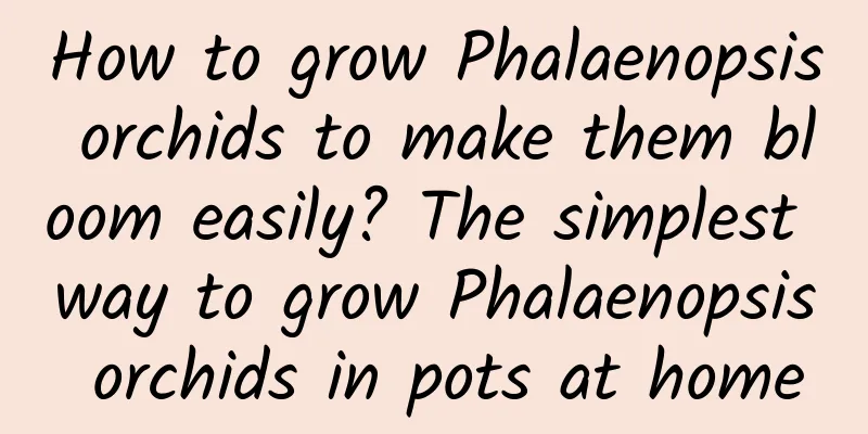 How to grow Phalaenopsis orchids to make them bloom easily? The simplest way to grow Phalaenopsis orchids in pots at home