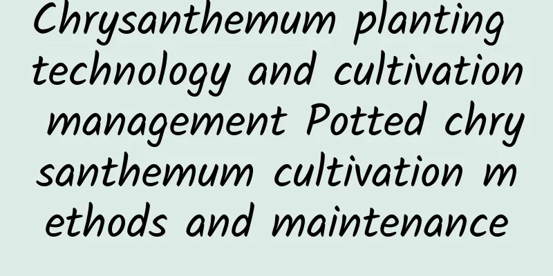 Chrysanthemum planting technology and cultivation management Potted chrysanthemum cultivation methods and maintenance
