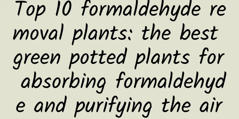 Top 10 formaldehyde removal plants: the best green potted plants for absorbing formaldehyde and purifying the air