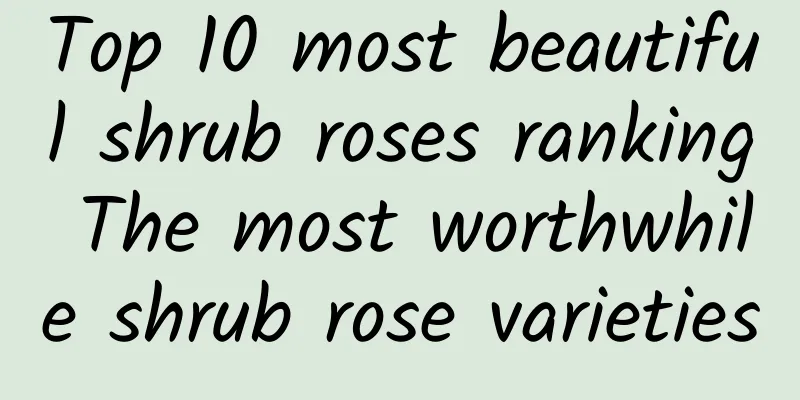 Top 10 most beautiful shrub roses ranking The most worthwhile shrub rose varieties