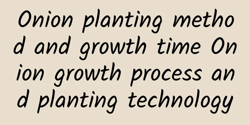 Onion planting method and growth time Onion growth process and planting technology
