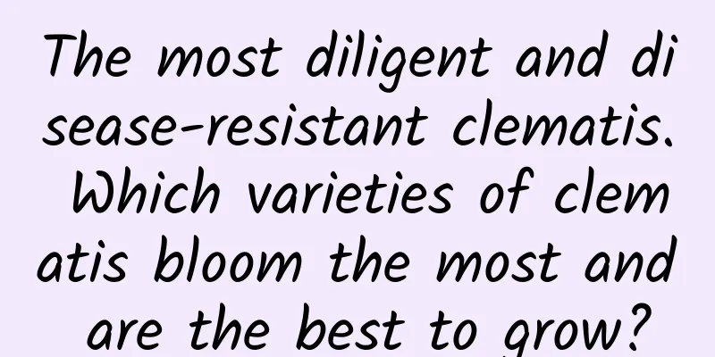 The most diligent and disease-resistant clematis. Which varieties of clematis bloom the most and are the best to grow?